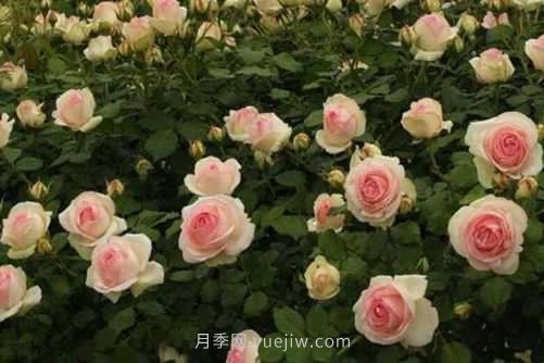 月季花品種介紹，開花多花苞大你值得擁有(圖5)
