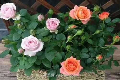 月季花品種介紹，開花多花苞大你值得擁有(圖2)