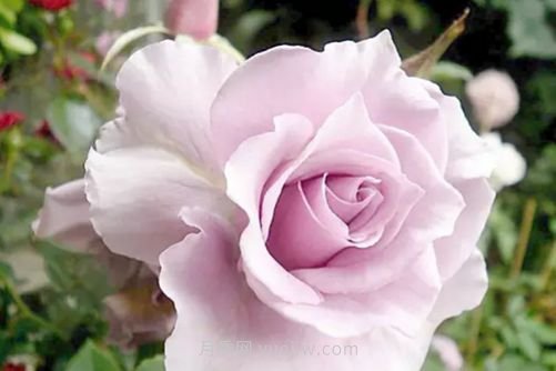 北京的市花是什么？北京的市花是月季還是菊花呢？(圖3)
