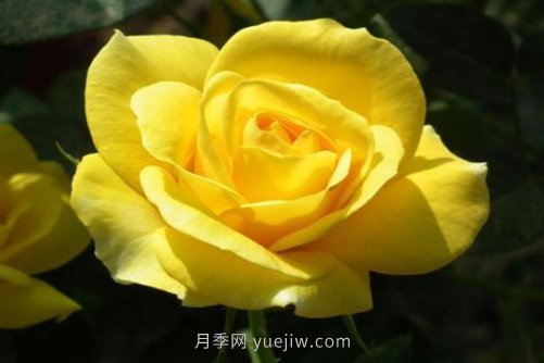 北京的市花是什么？北京的市花是月季還是菊花呢？(圖1)