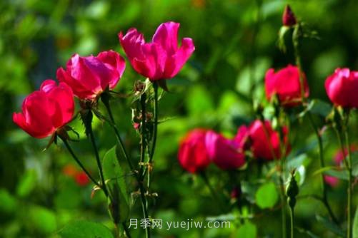 北京的市花是什么？北京的市花是月季還是菊花呢？(圖2)