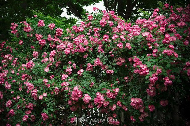 南昌濱江月季園，帶你去看天下風(fēng)流的江西月季花(圖2)