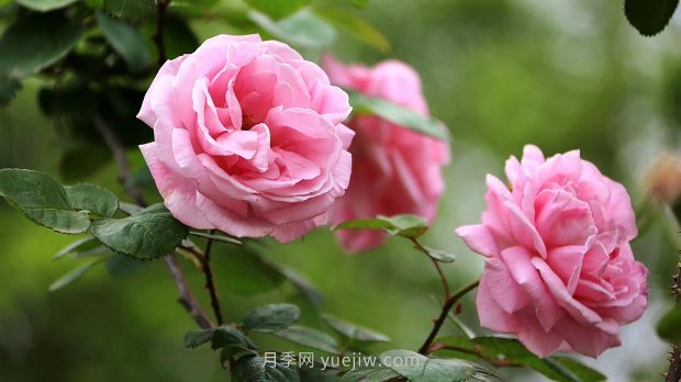 南昌濱江月季園，帶你去看天下風(fēng)流的江西月季花(圖3)