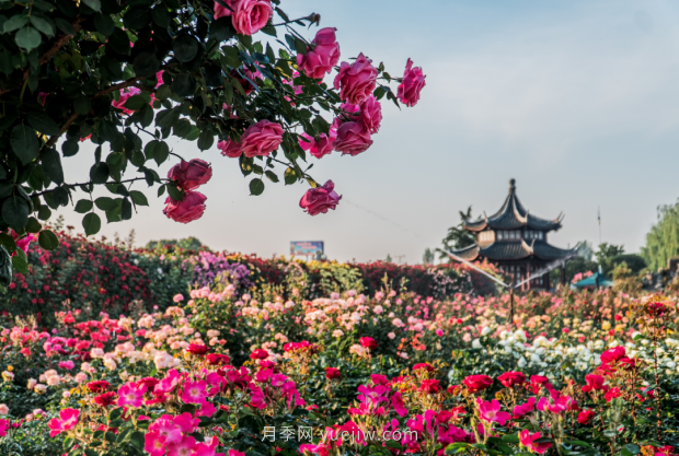 來南陽世界月季大觀園，看超美月季花(圖冊)(圖1)
