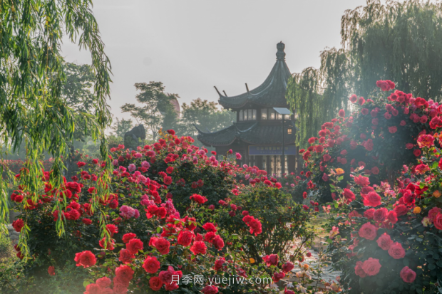 來南陽世界月季大觀園，看超美月季花(圖冊)(圖5)