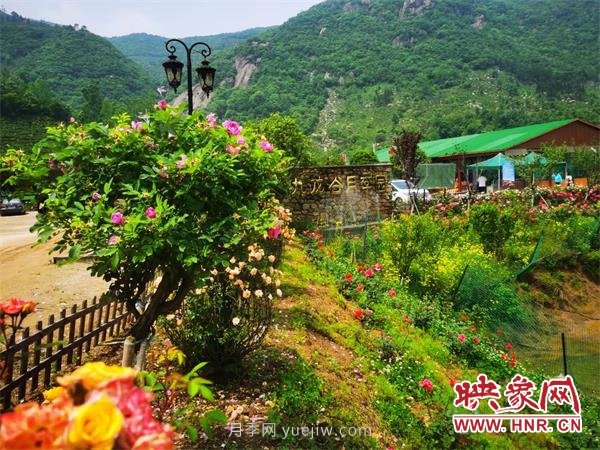 信陽羅山:月季飄香 美麗鄉(xiāng)村綻放美麗經(jīng)濟(圖1) 信陽羅山:月季飄香 美麗鄉(xiāng)村綻放美麗經(jīng)濟(圖1)