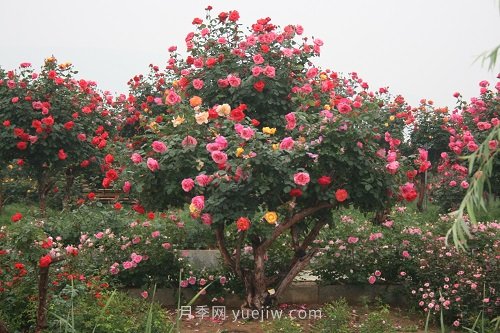 國(guó)內(nèi)月季八成市場(chǎng)來自河南南陽，年產(chǎn)值25億(圖1)