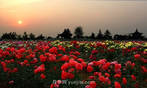 國(guó)內(nèi)月季八成市場(chǎng)來自河南南陽，年產(chǎn)值25億(圖3)