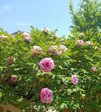 河南18市市花大全！月季居然同為8個(gè)市的市花(圖4)