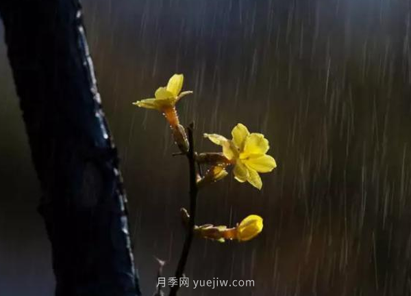 河南18市市花大全！月季居然同為8個(gè)市的市花(圖6)