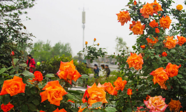 河南18市市花大全！月季居然同為8個(gè)市的市花(圖8)