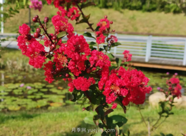 河南18市市花大全！月季居然同為8個(gè)市的市花(圖5)