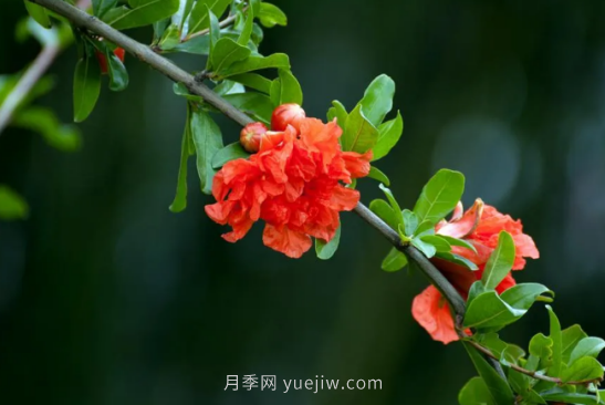河南18市市花大全！月季居然同為8個(gè)市的市花(圖3)