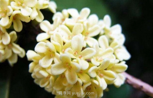 河南18市市花大全！月季居然同為8個(gè)市的市花(圖7)