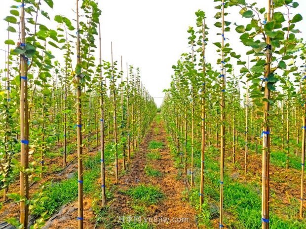 夏季新栽植椴樹苗木養(yǎng)護要點(圖1)