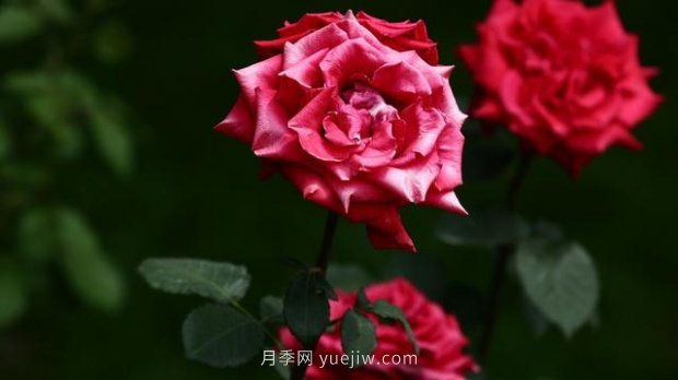 月季苗哪里買？買哪種規(guī)格的苗？買什么品種的苗？(圖2)