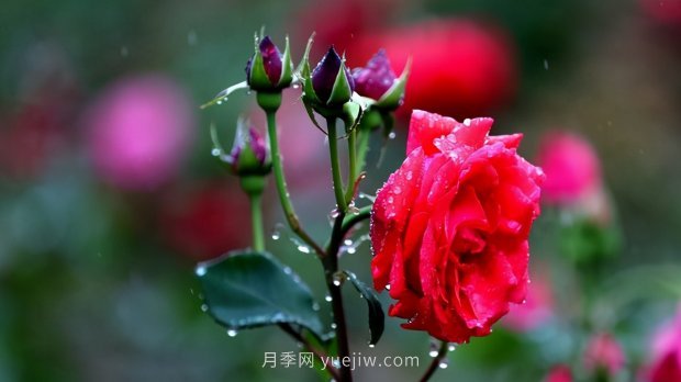月季苗哪里買？買哪種規(guī)格的苗？買什么品種的苗？(圖4)
