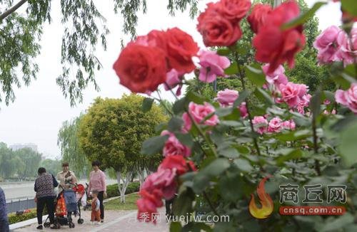 商丘月季花開(kāi)香滿城(圖2)