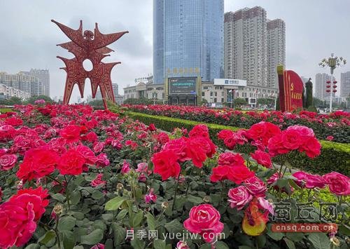 商丘月季花開(kāi)香滿城(圖1)