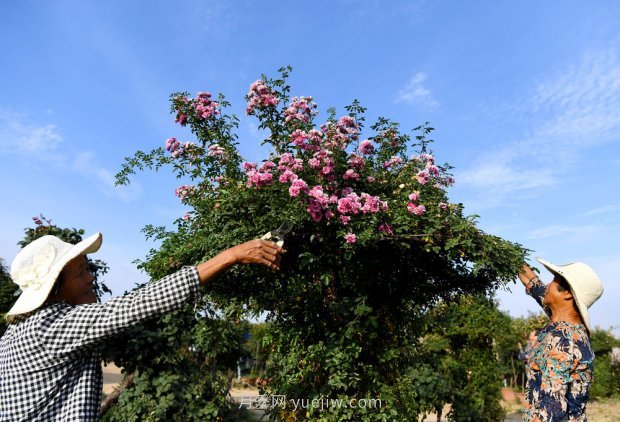 ***走進(jìn)這片花海，南陽(yáng)月季產(chǎn)業(yè)生態(tài)富民(圖5)
