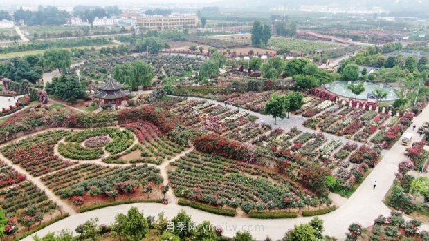 艾草飄香 月季吐蕊 南陽(yáng)人的日子又香又甜(圖1)