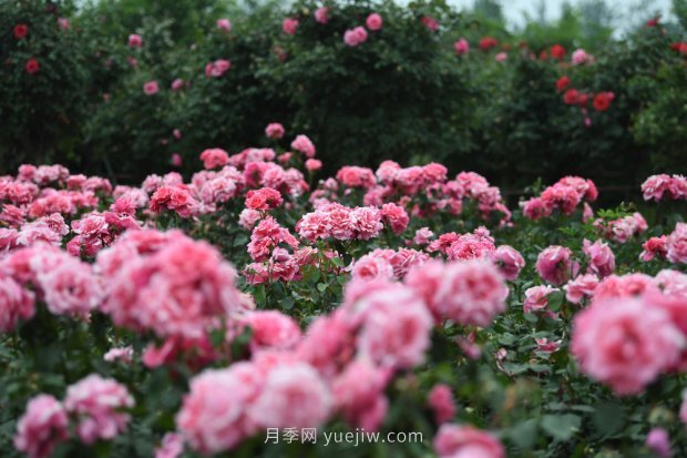 ***走進(jìn)這片花海，南陽(yáng)月季產(chǎn)業(yè)生態(tài)富民(圖3)