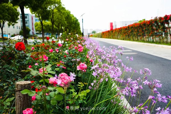 百個(gè)景點(diǎn)、百條花道、百里花帶……未來幾月，上海繁花似錦(圖7)