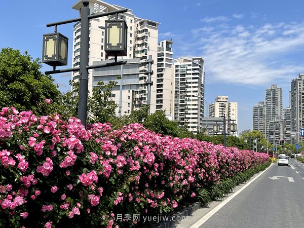 百個(gè)景點(diǎn)、百條花道、百里花帶……未來幾月，上海繁花似錦(圖6)