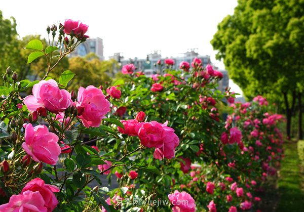 百個(gè)景點(diǎn)、百條花道、百里花帶……未來幾月，上海繁花似錦(圖2)