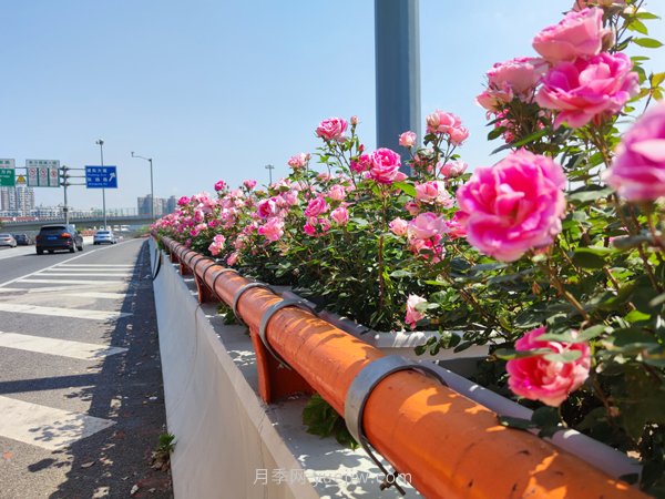 百個(gè)景點(diǎn)、百條花道、百里花帶……未來幾月，上海繁花似錦(圖9)