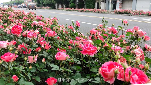 百個(gè)景點(diǎn)、百條花道、百里花帶……未來幾月，上海繁花似錦(圖8)