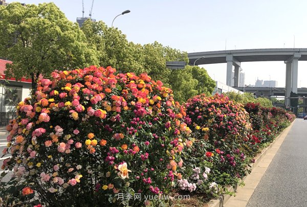 百個(gè)景點(diǎn)、百條花道、百里花帶……未來幾月，上海繁花似錦(圖5)