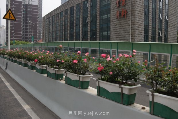 屬于月季的***美賞花季來了！上海正打造百條花道(圖5)