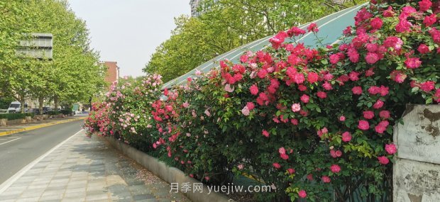 屬于月季的***美賞花季來了！上海正打造百條花道(圖6)