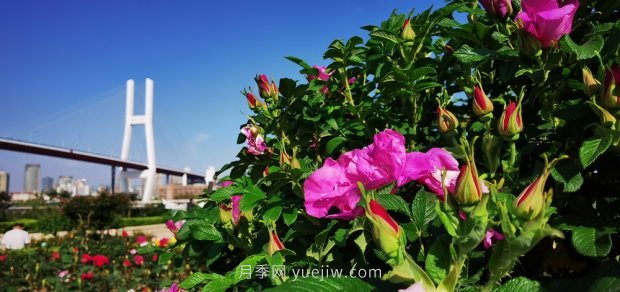 屬于月季的***美賞花季來了！上海正打造百條花道(圖2)