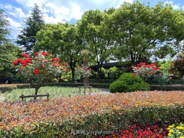 上海哪里月季花***美？到這些公園來看月季吧！(圖11)