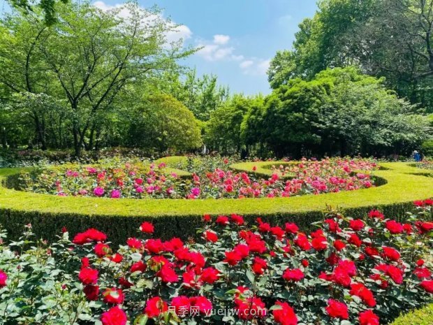 上海哪里月季花***美？到這些公園來看月季吧！(圖12)