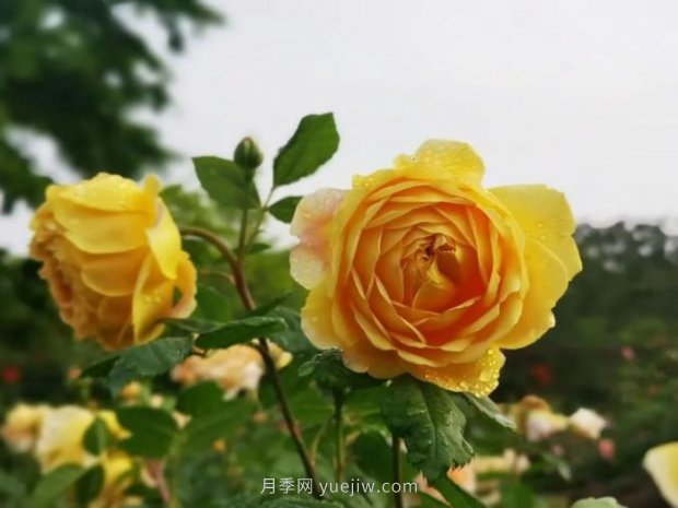 上海哪里月季花***美？到這些公園來看月季吧！(圖2)