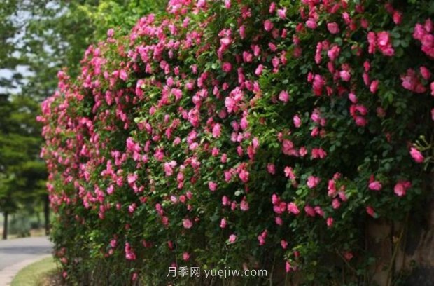 上海哪里月季花***美？到這些公園來看月季吧！(圖5)