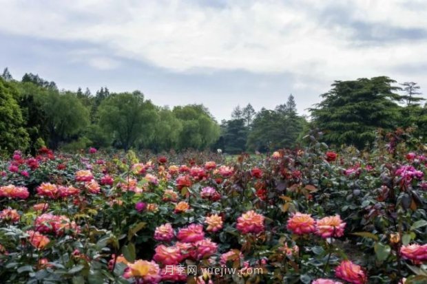 上海哪里月季花***美？到這些公園來看月季吧！(圖6)