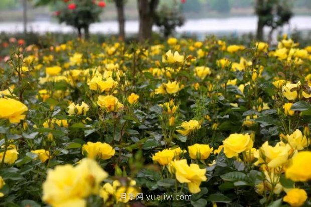 上海哪里月季花***美？到這些公園來看月季吧！(圖9)