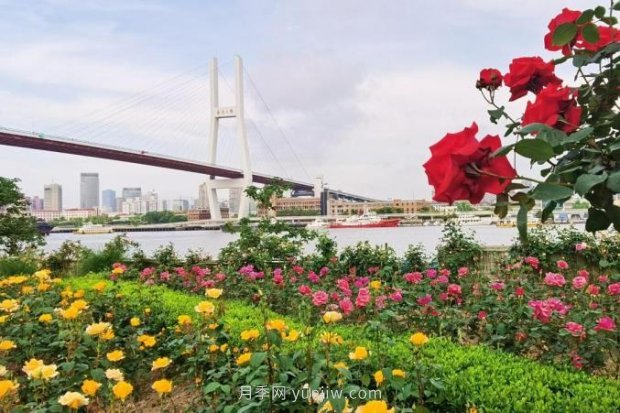 上海哪里月季花***美？到這些公園來看月季吧！(圖15)