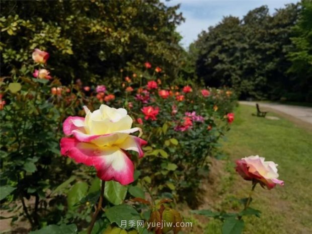 上海哪里月季花***美？到這些公園來看月季吧！(圖7)