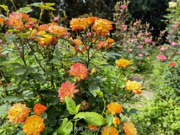 上海哪里月季花***美？到這些公園來看月季吧！(圖8)