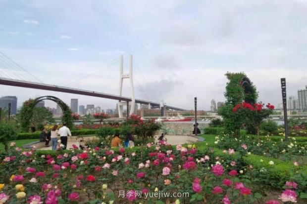 上海哪里月季花***美？到這些公園來看月季吧！(圖14)