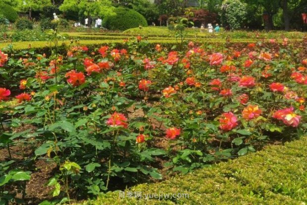 上海哪里月季花***美？到這些公園來看月季吧！(圖13)