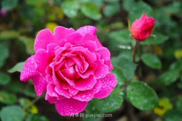 上海哪里月季花***美？到這些公園來看月季吧！(圖10)