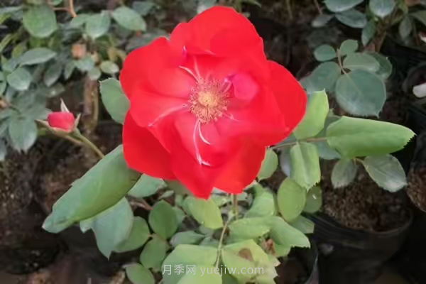 武漢花路看5600米月季花景觀帶，各類月季品種美不勝收(圖4)