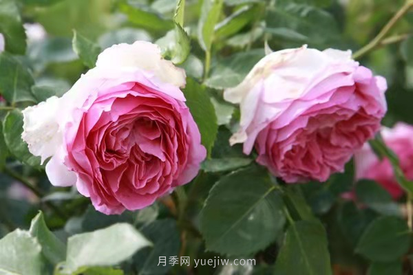 武漢花路看5600米月季花景觀帶，各類月季品種美不勝收(圖9)