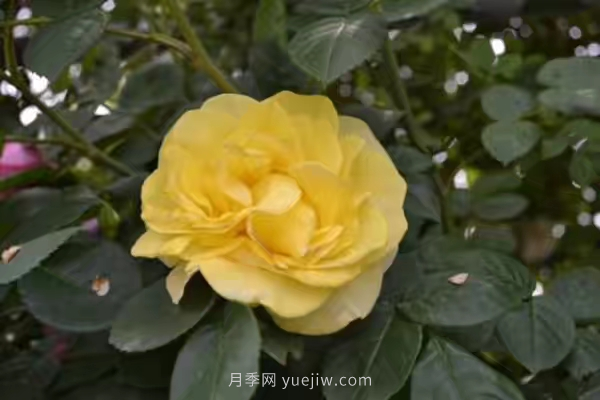 武漢花路看5600米月季花景觀帶，各類月季品種美不勝收(圖5)